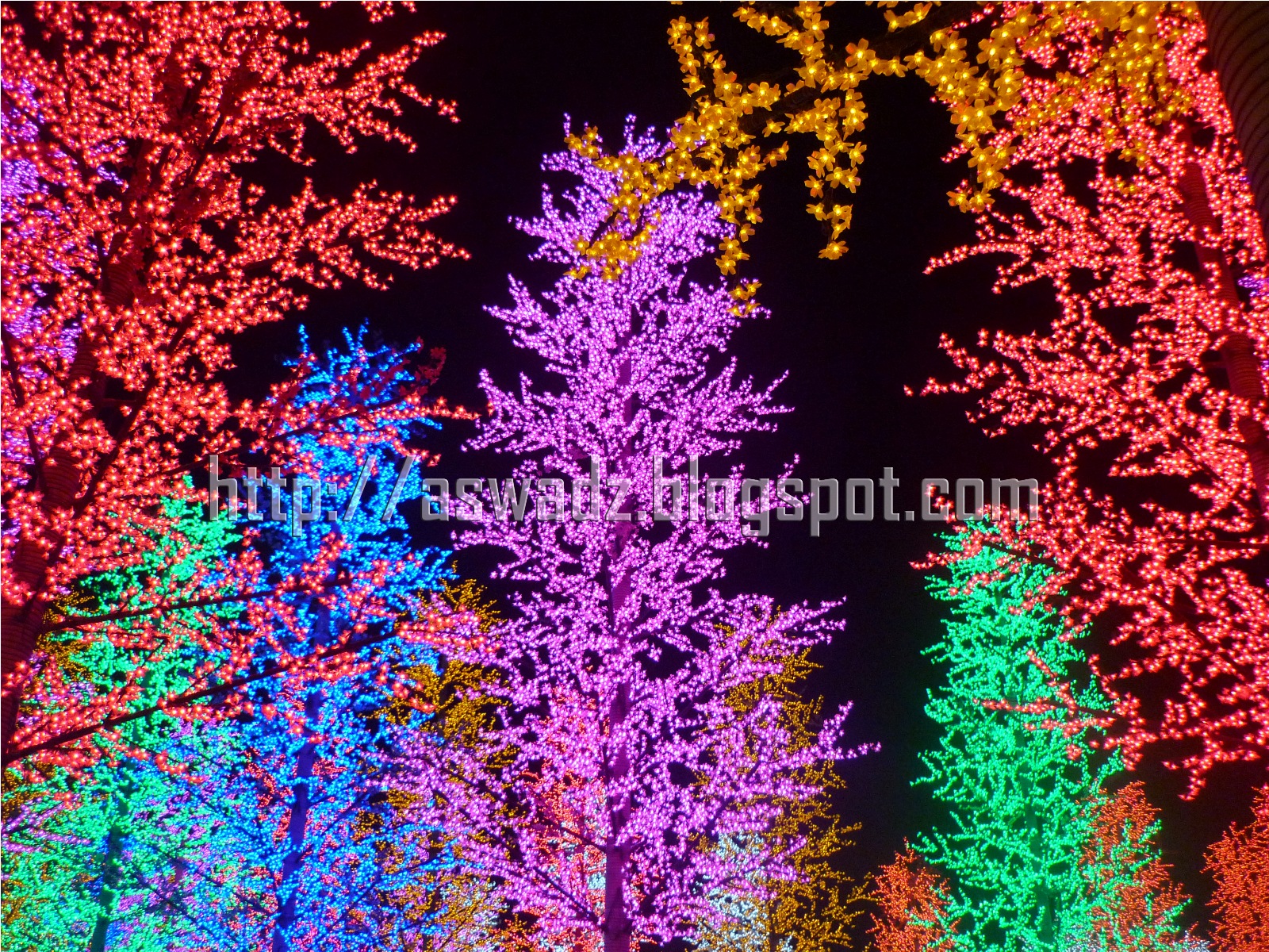 감바 배경 cantik,나무,크리스마스 트리,크리스마스 장식,보라색,분홍