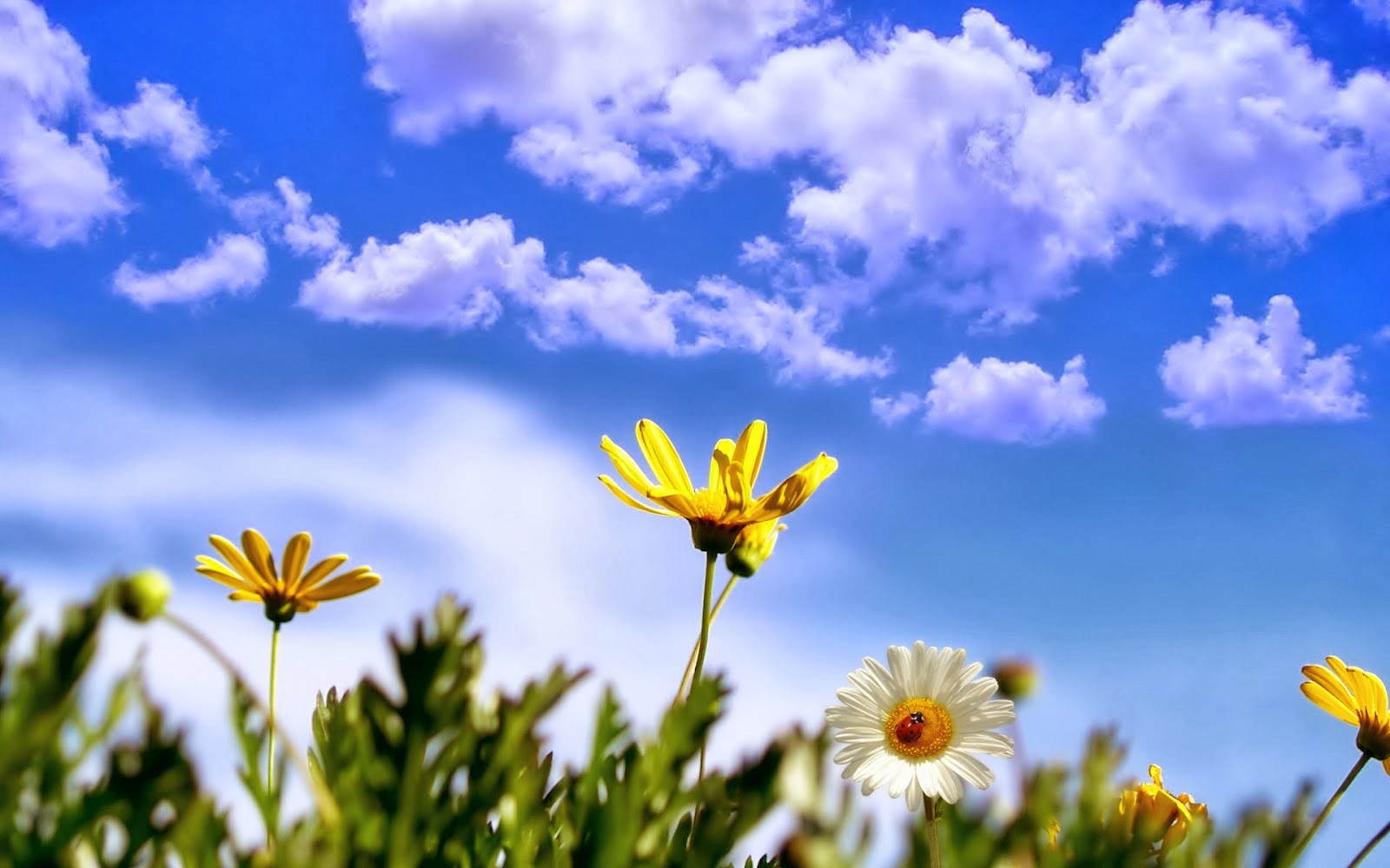 papel tapiz gambar bunga,cielo,flor,margarita,tiempo de día,naturaleza