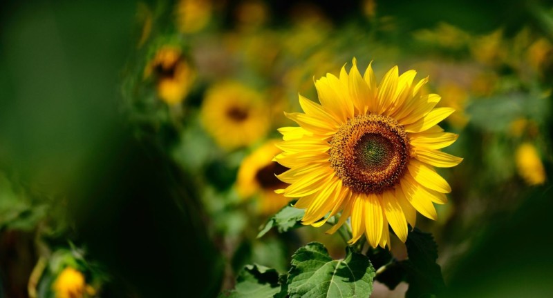 gambar wallpaper bunga,flower,sunflower,flowering plant,yellow,sunflower