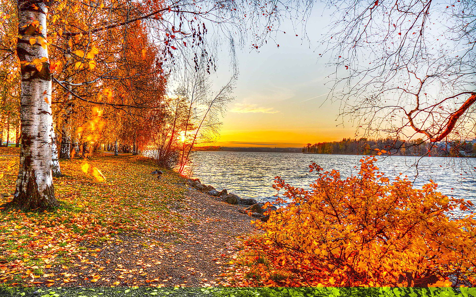 秋のデスクトップの壁紙,木,自然の風景,自然,秋,葉