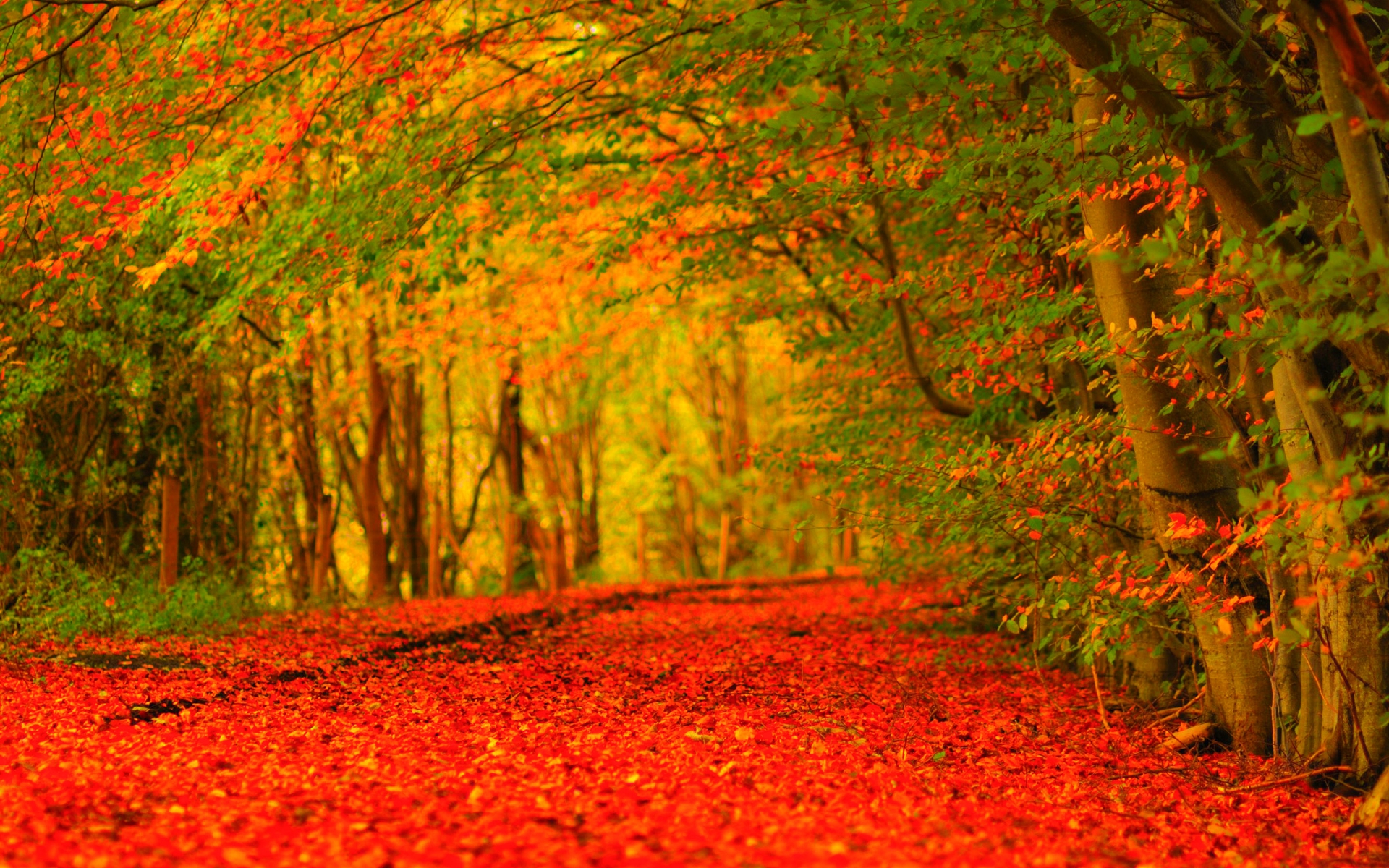 가을 바탕 화면 배경 무늬,나무,자연,잎,자연 경관,빨간