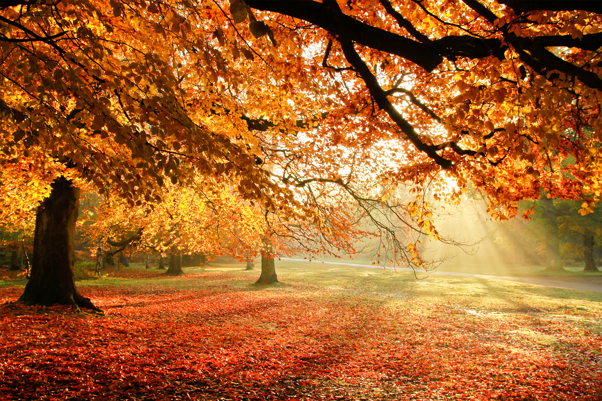 秋のデスクトップの壁紙,木,自然の風景,自然,葉,秋