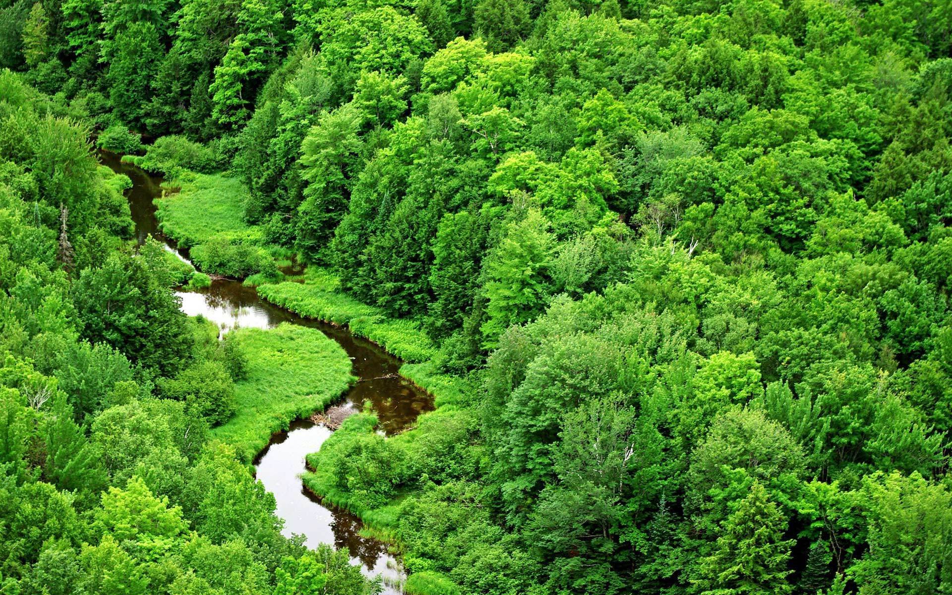 環境壁紙,自然の風景,自然,緑,森林,雨林