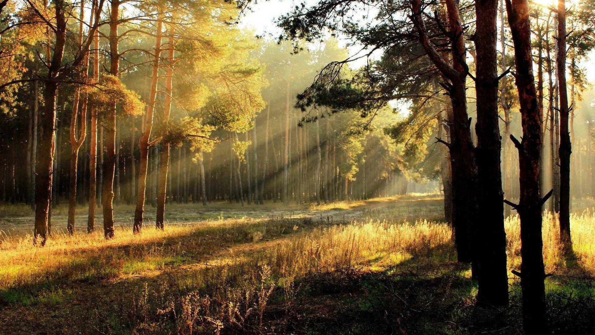 carta da parati ambientale,paesaggio naturale,natura,albero,foresta,bosco