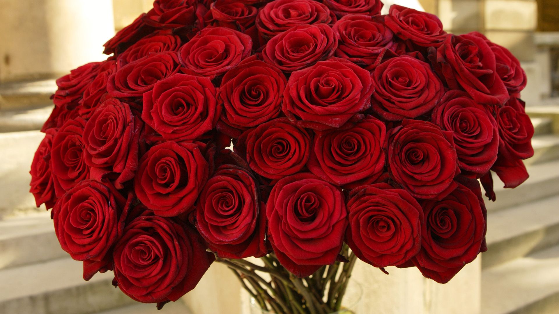 téléchargement de fond d'écran saint valentin,fleur,rose,roses de jardin,bouquet,rouge
