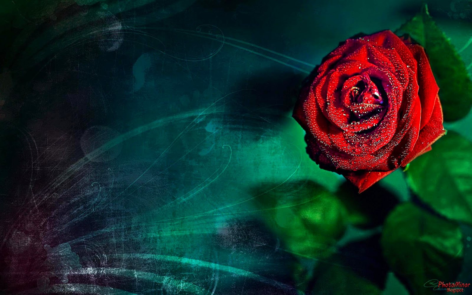 wallpapers new latest,red,garden roses,rose,nature,green