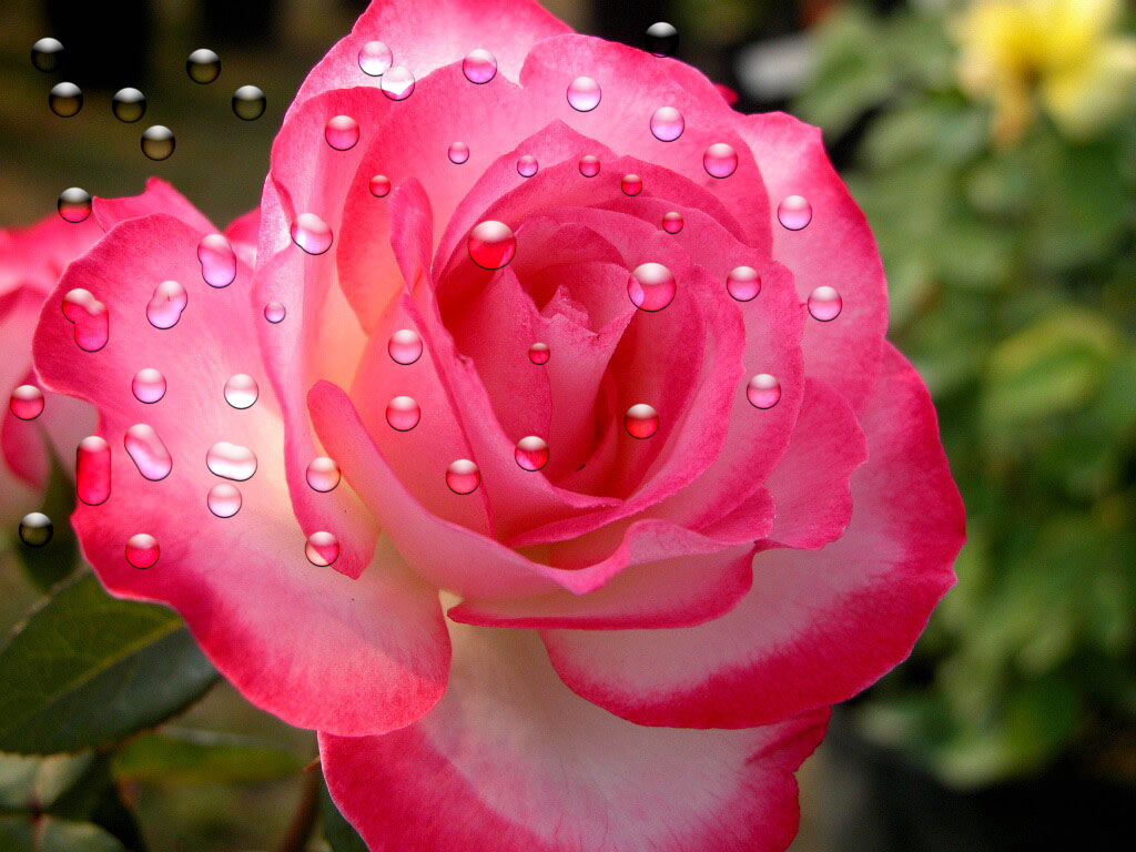 rose flower wallpaper download,flower,flowering plant,garden roses,petal,pink