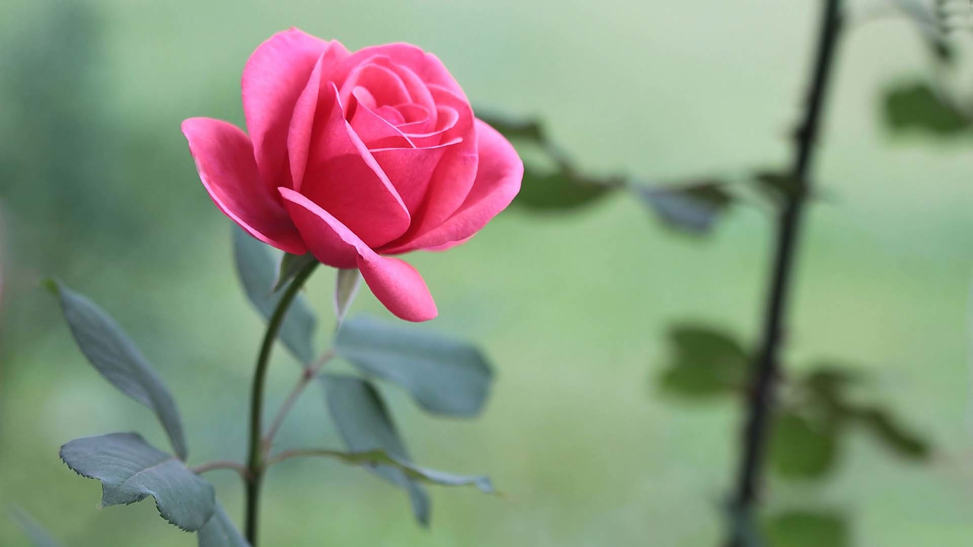 scarica carta da parati fiore rosa,fiore,pianta fiorita,petalo,rose da giardino,rosa