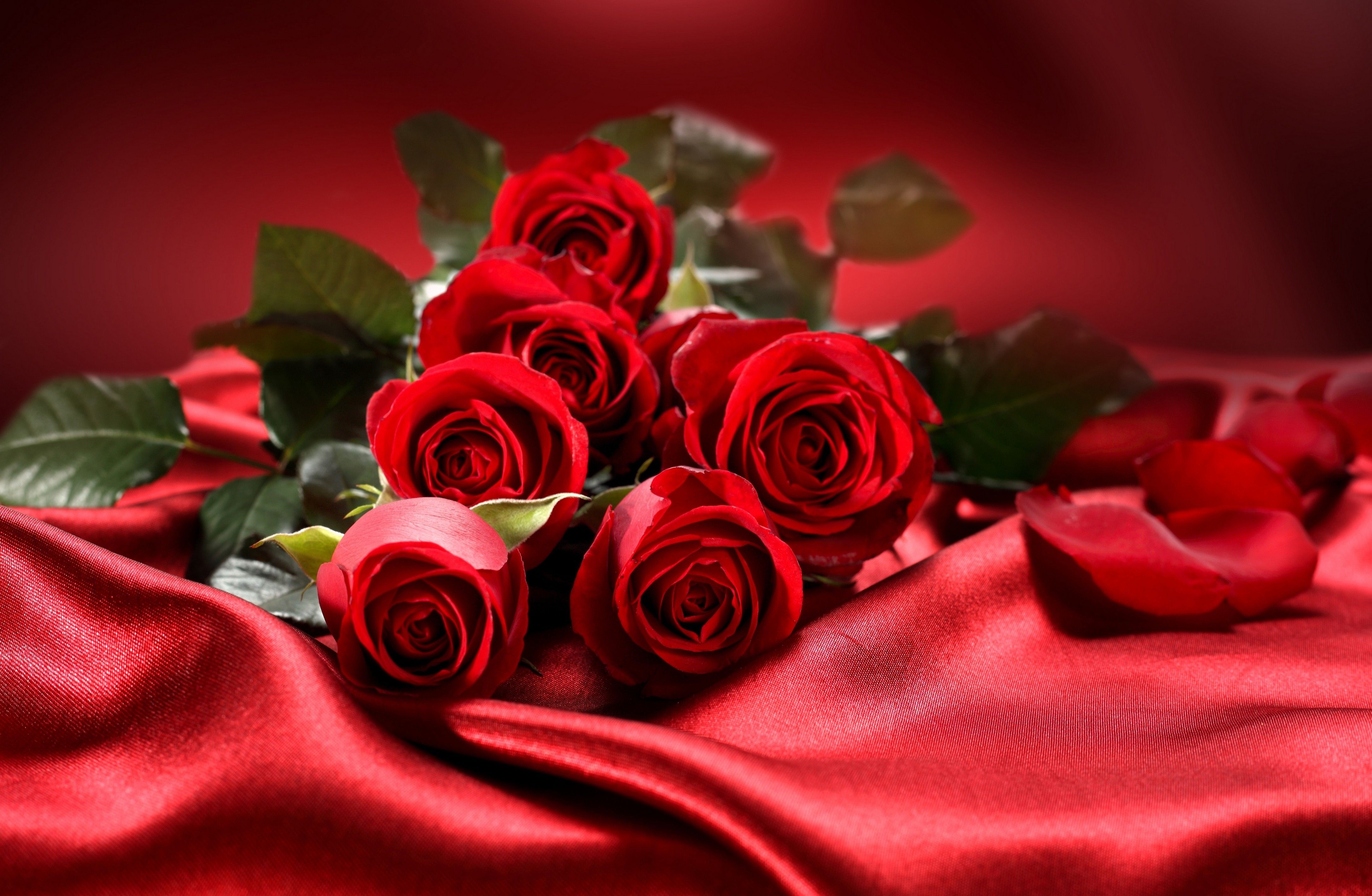 rose fleur fond d'écran télécharger,rouge,roses de jardin,rose,fleur,famille rose