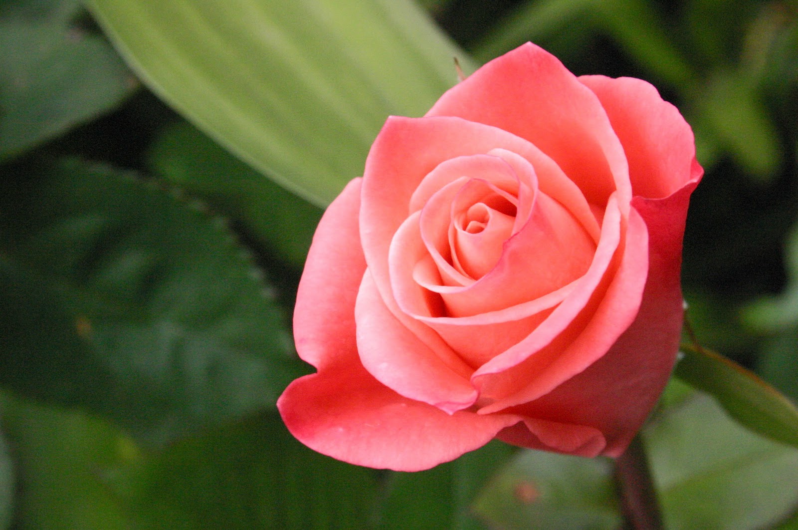 バラの花の壁紙のダウンロード,花,開花植物,庭のバラ,花弁,ピンク