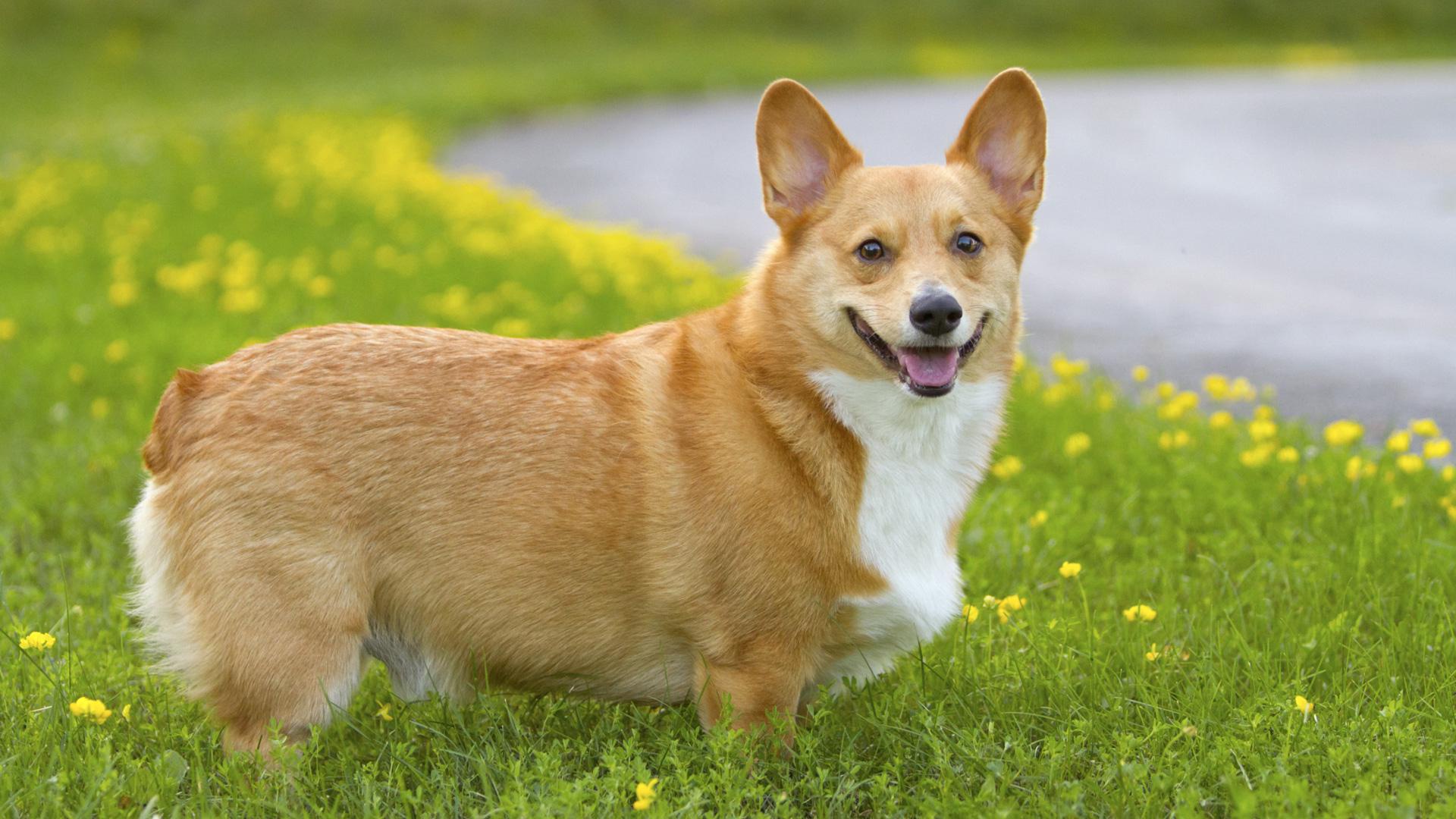 Corgi Wallpaper- WallpaperUse