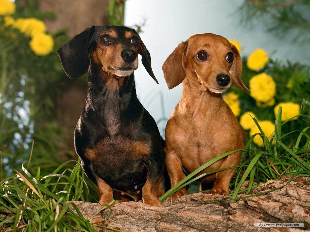 dachshund wallpaper,dog,mammal,vertebrate,dog breed,canidae