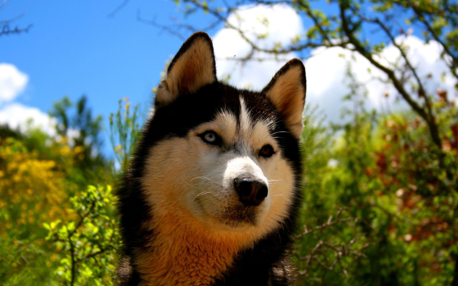 husky wallpaper,dog,mammal,vertebrate,siberian husky,canidae