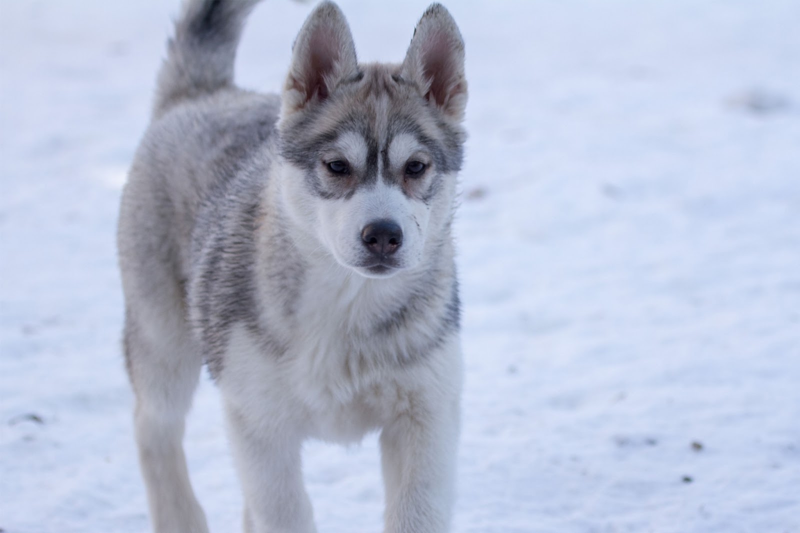 ハスキー壁紙 犬 シベリアンハスキー アラスカのマラミュート サハリンハスキー Wallpaperuse