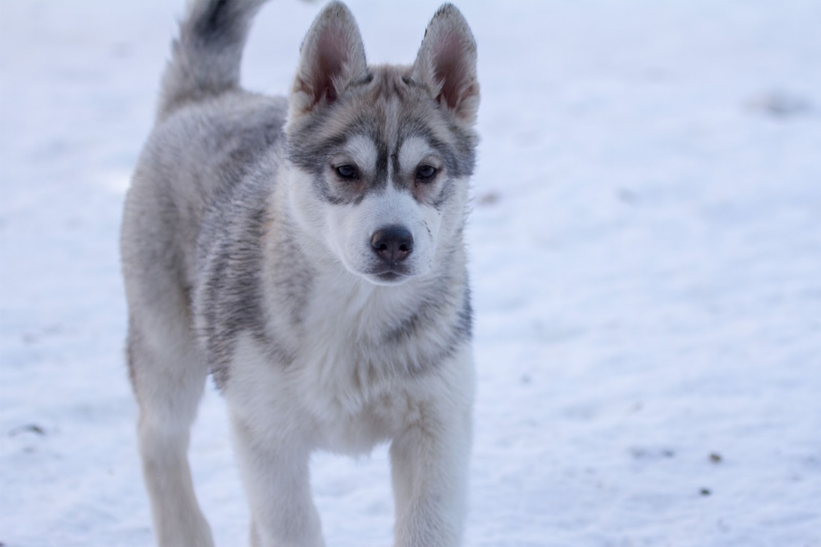 carta da parati husky,cane,husky siberiano,cane della groenlandia,sakhalin husky,cane nordico inuit