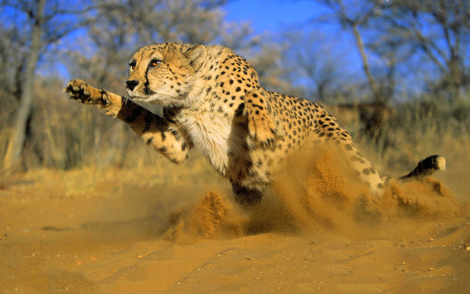 fond d'écran guépard,animal terrestre,faune,guépard,félidés,léopard