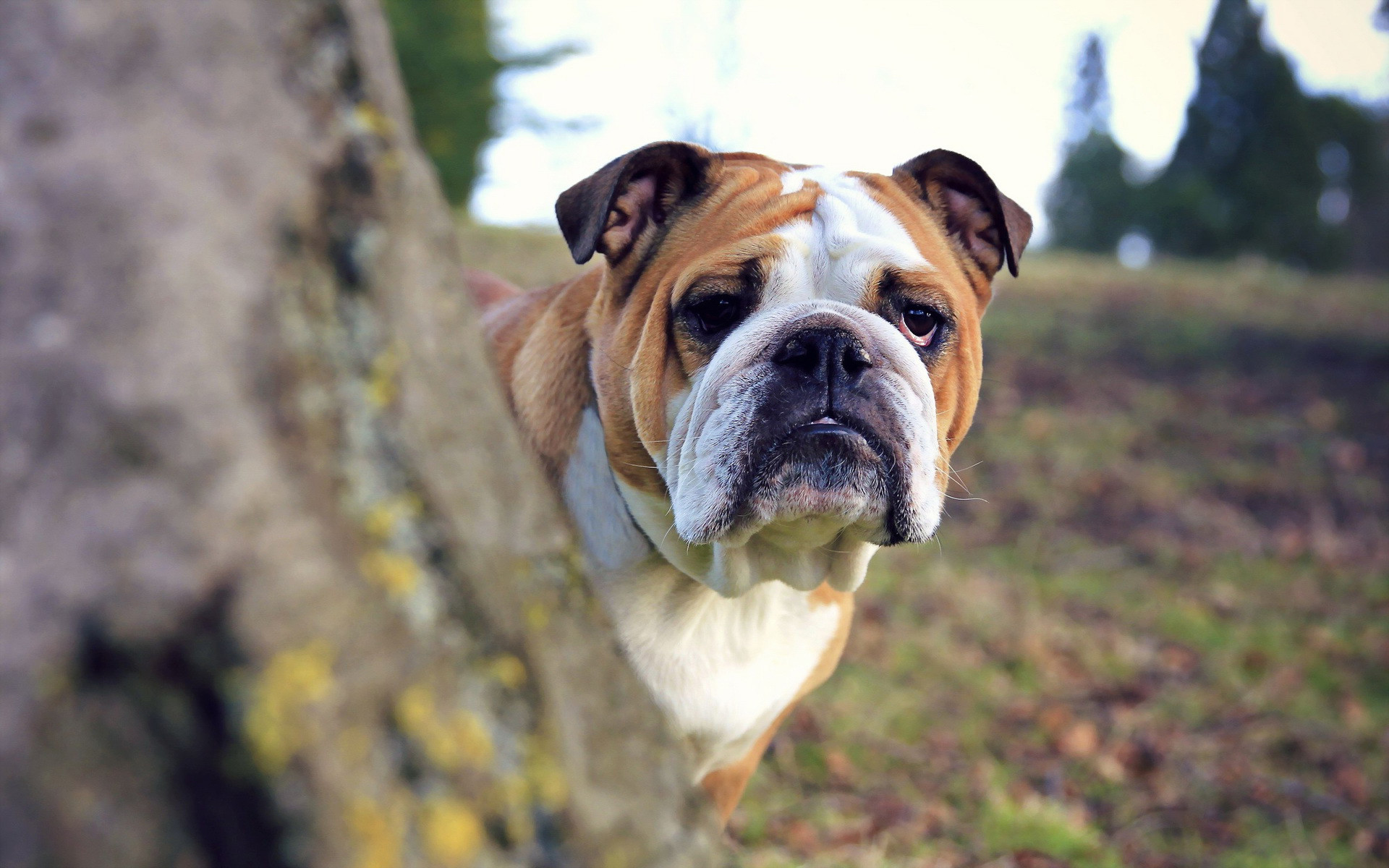 papier peint bouledogue,chien,vieux bulldog anglais,bouledogue,bulldogs britanniques,bulldogge anglais