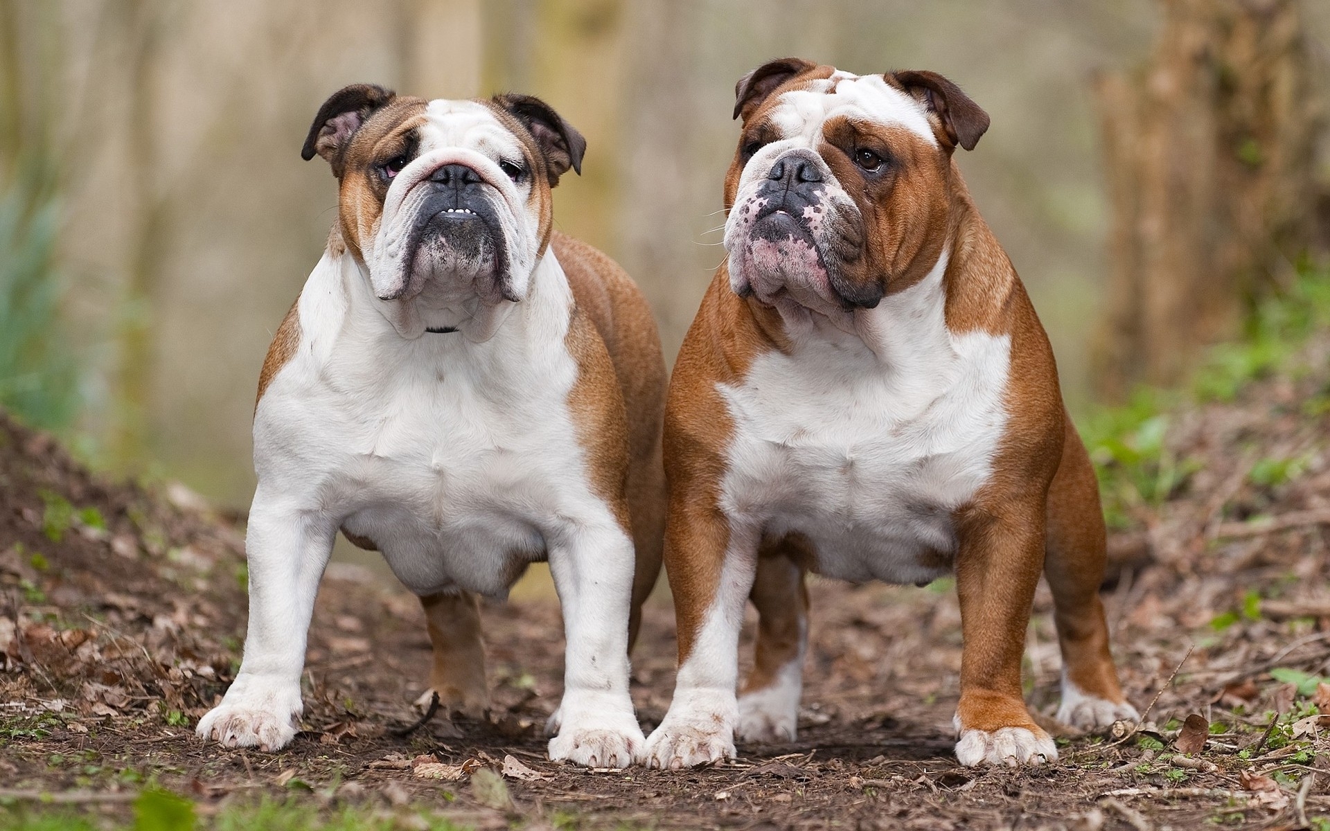 papier peint bouledogue,chien,vieux bulldog anglais,bouledogue,bulldogs britanniques,bulldogge anglais