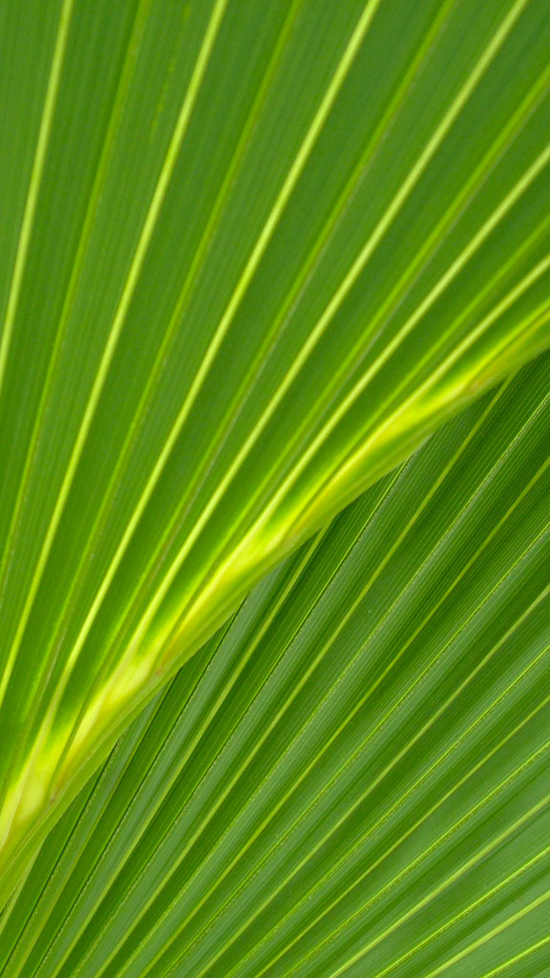 palm leaf wallpaper,leaf,green,vegetation,plant,close up