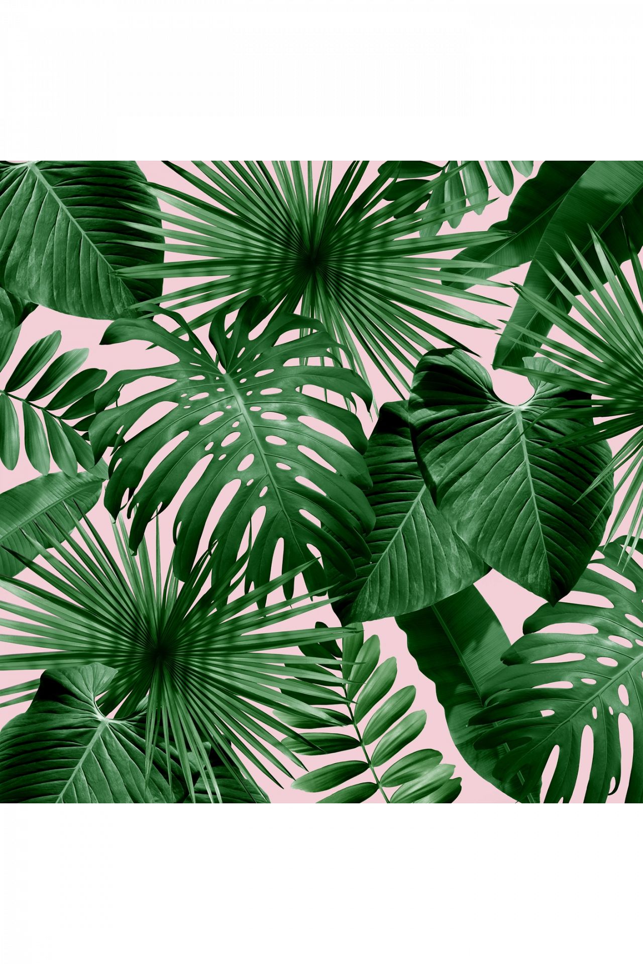 palm leaf wallpaper,green,leaf,plant,flower,tree