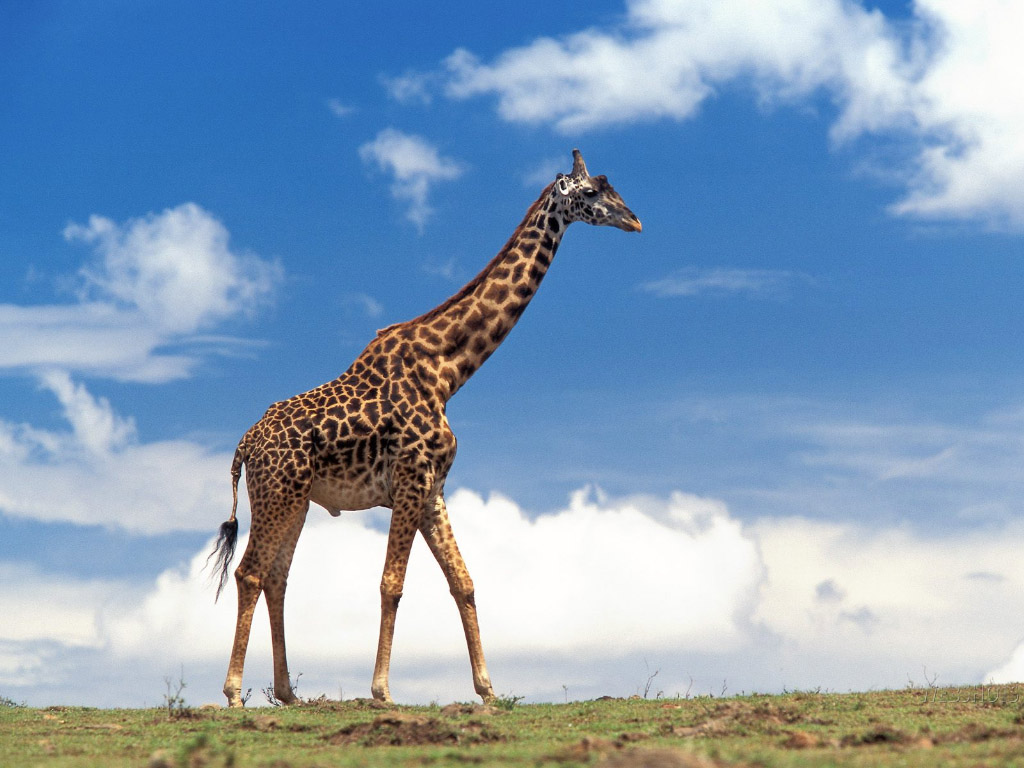 giraffentapete,giraffe,landtier,giraffidae,tierwelt,wiese