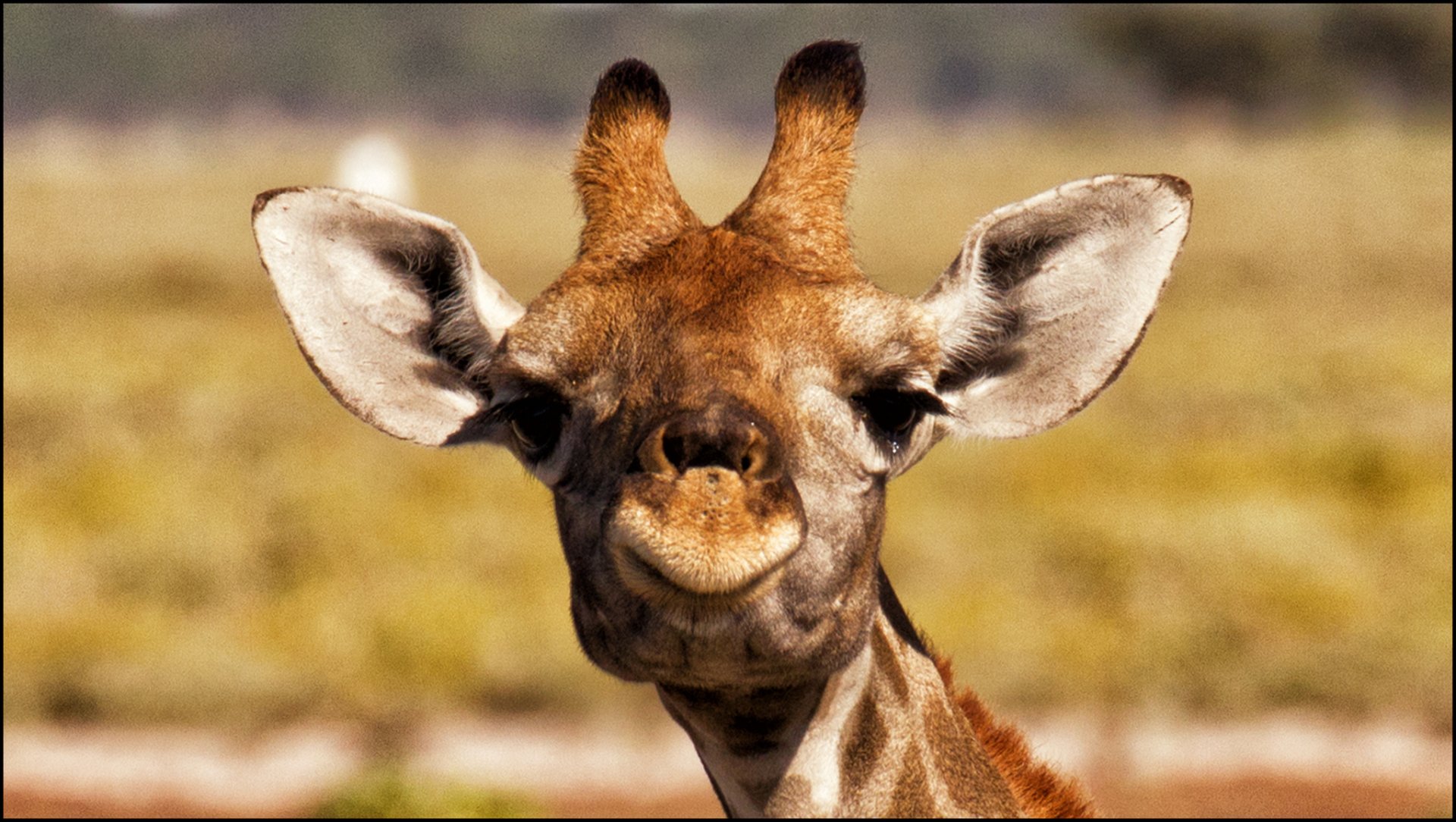 fondo de pantalla de jirafa,jirafa,animal terrestre,giraffidae,fauna silvestre,hocico