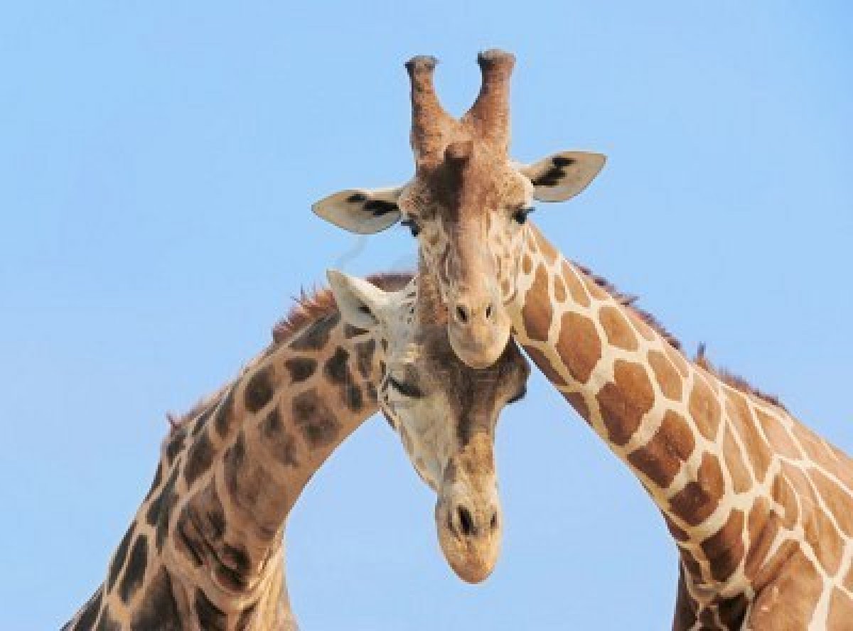 キリンの壁紙,キリン,陸生動物,キリン科,野生動物,自然