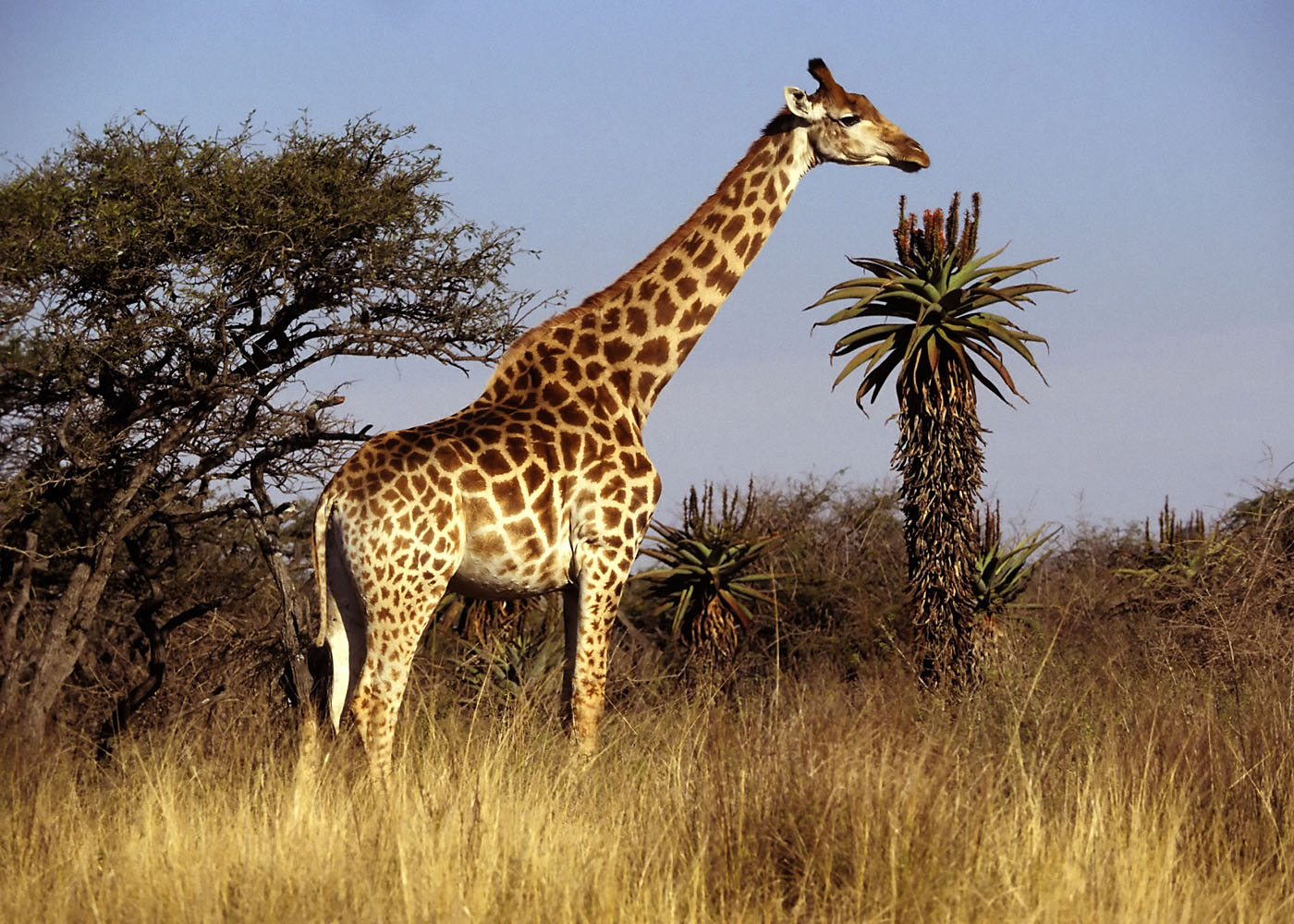 giraffentapete,landtier,giraffe,tierwelt,giraffidae,wiese