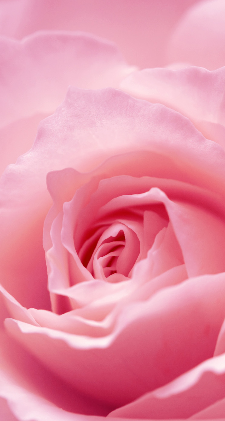 ピンクのバラの壁紙 庭のバラ 花弁 ピンク ローズ 花 9321 Wallpaperuse