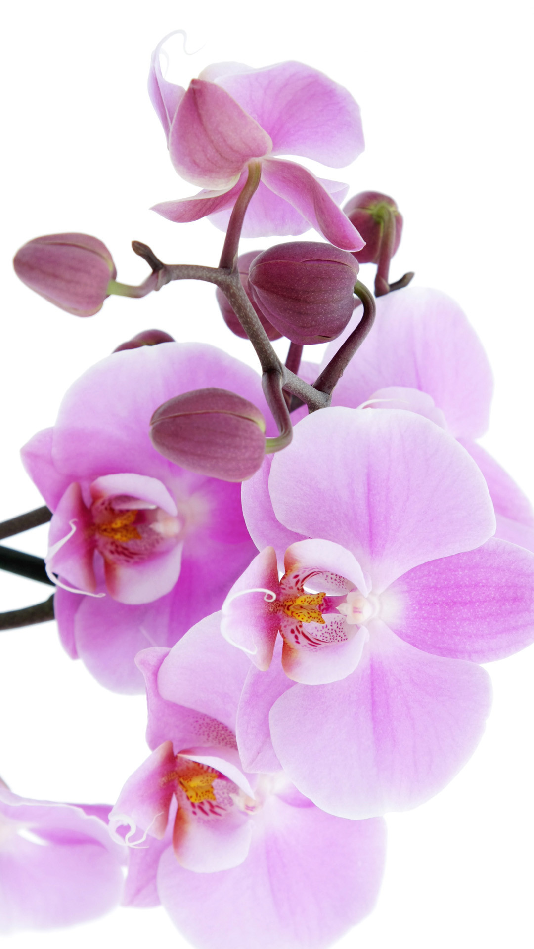papier peint orchidée,fleur,plante à fleurs,orchidée papillon,pétale,rose