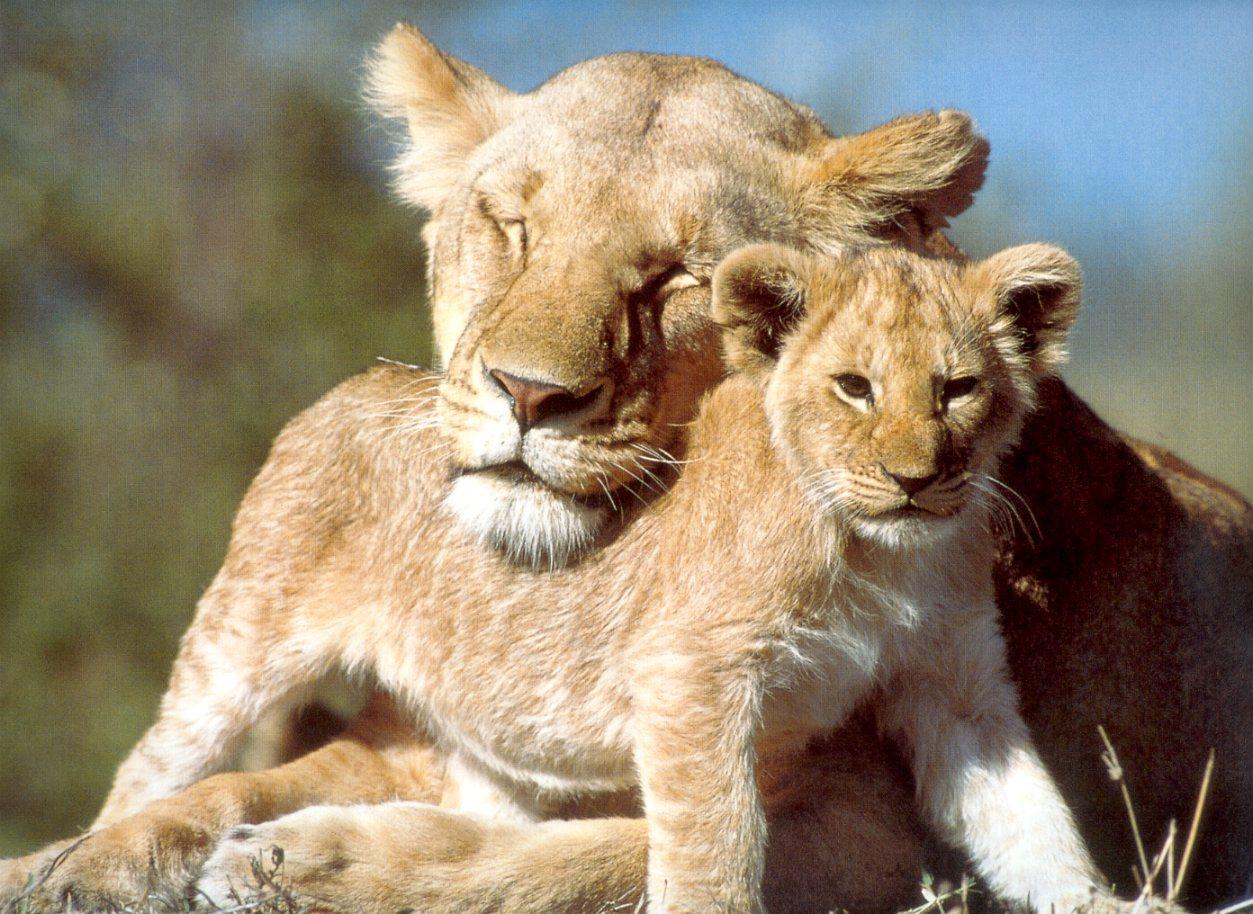 papier peint bébé animal,animal terrestre,faune,lion,félidés,gros chats