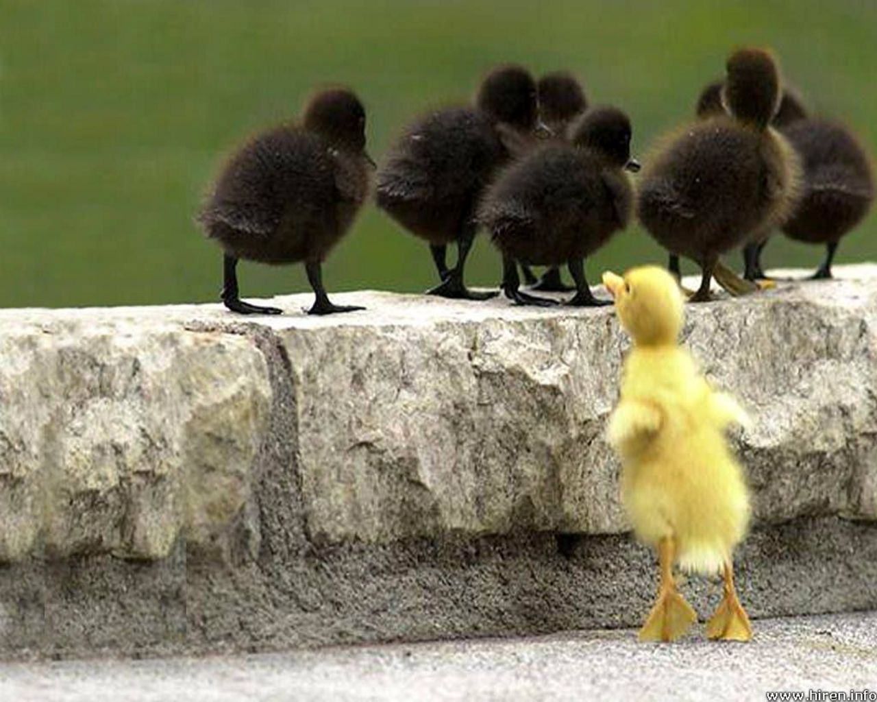 papier peint bébé animal,oiseau,canard,oiseau d'eau,canards,faune