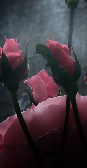 굴랩 카 풀 벽지,분홍,꽃잎,꽃,빨간,정원 장미