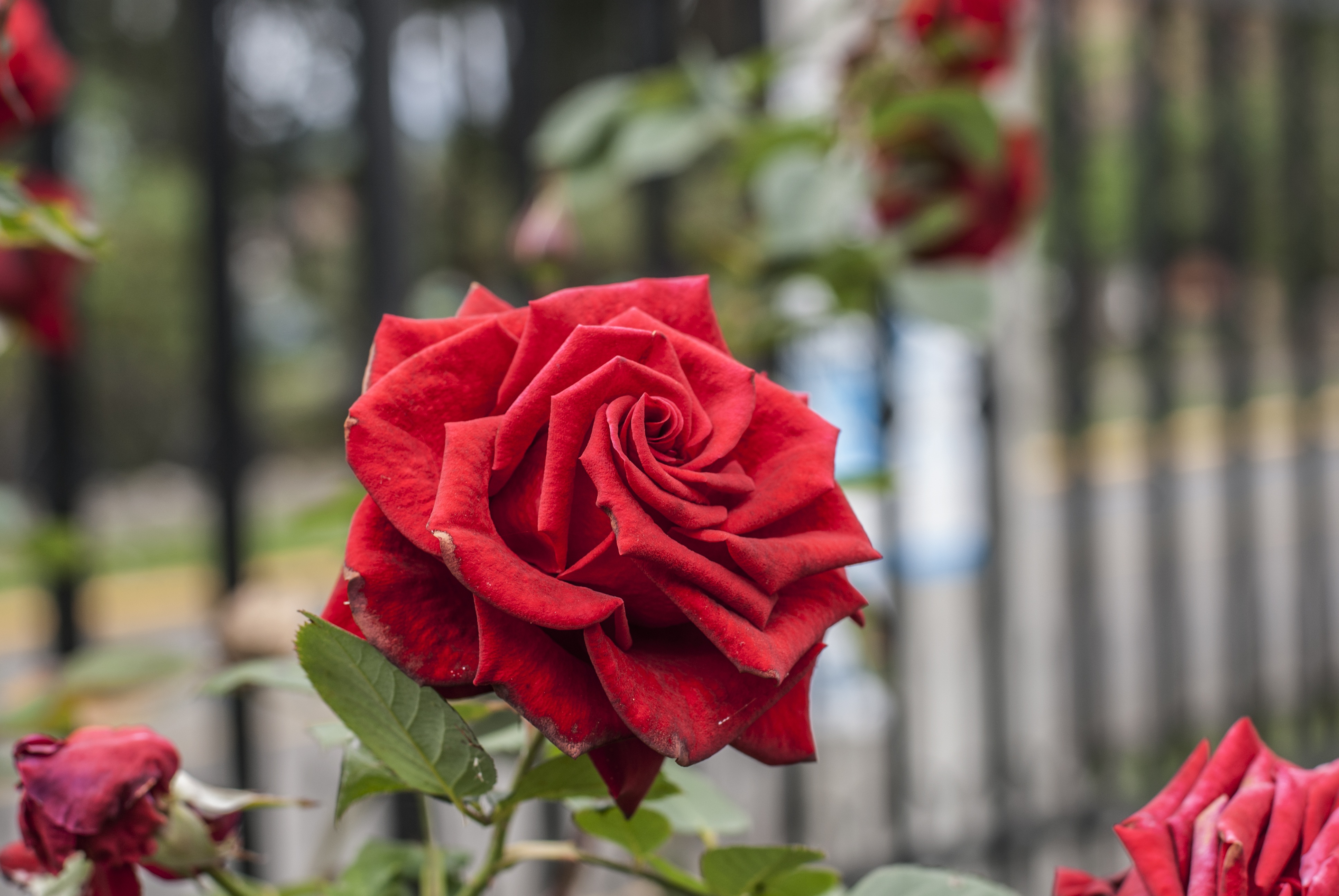 gulab ka phool wallpaper,flower,flowering plant,garden roses,rose,red