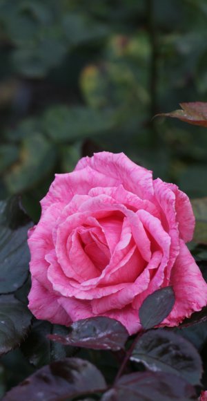 gulab ka phool fondo de pantalla,flor,planta floreciendo,julia niño rosa,rosas de jardín,rosa