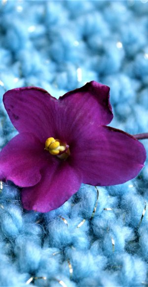 gulab ka phool wallpaper,petal,flower,violet,blue,plant