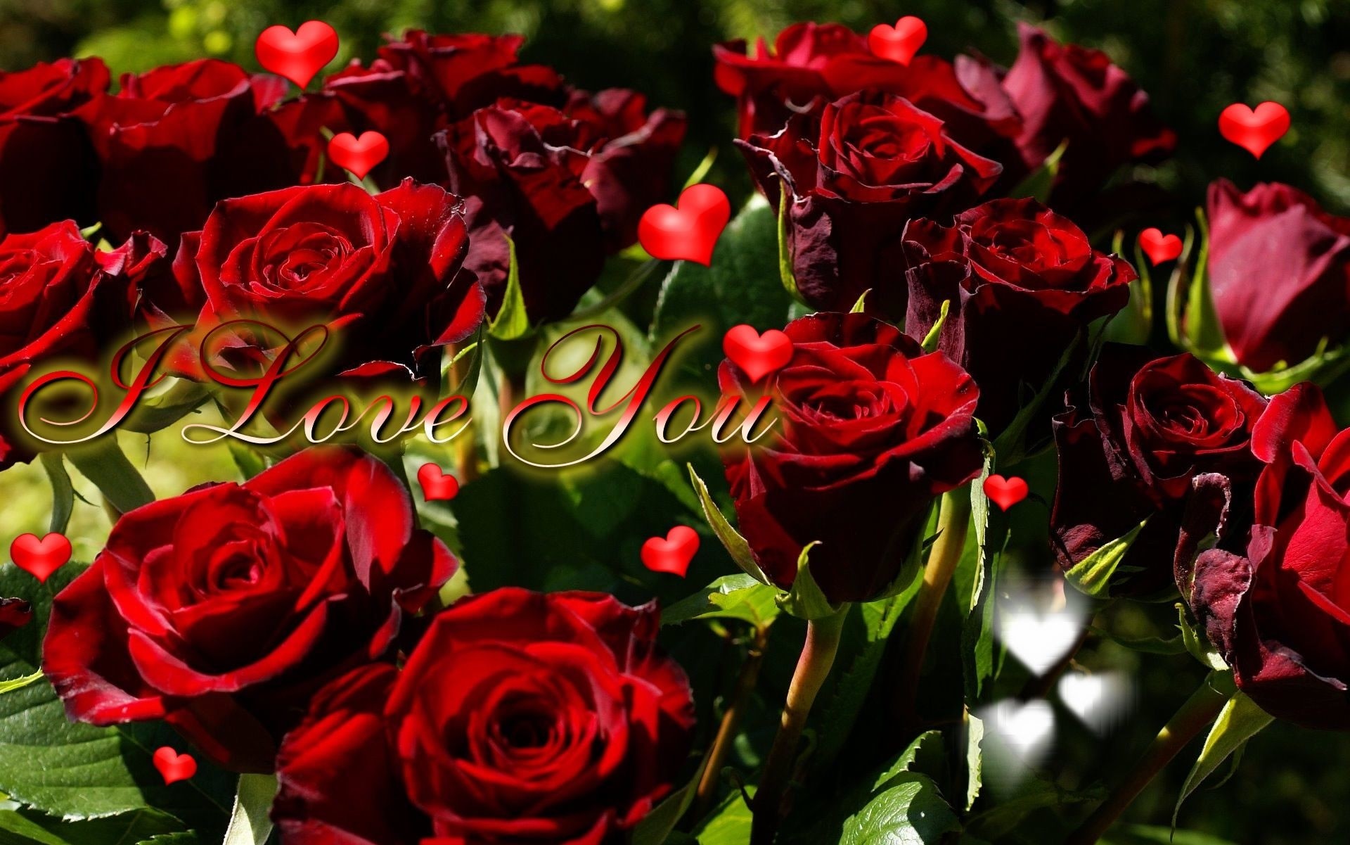 love rose wallpaper,flower,garden roses,flowering plant,red,rose