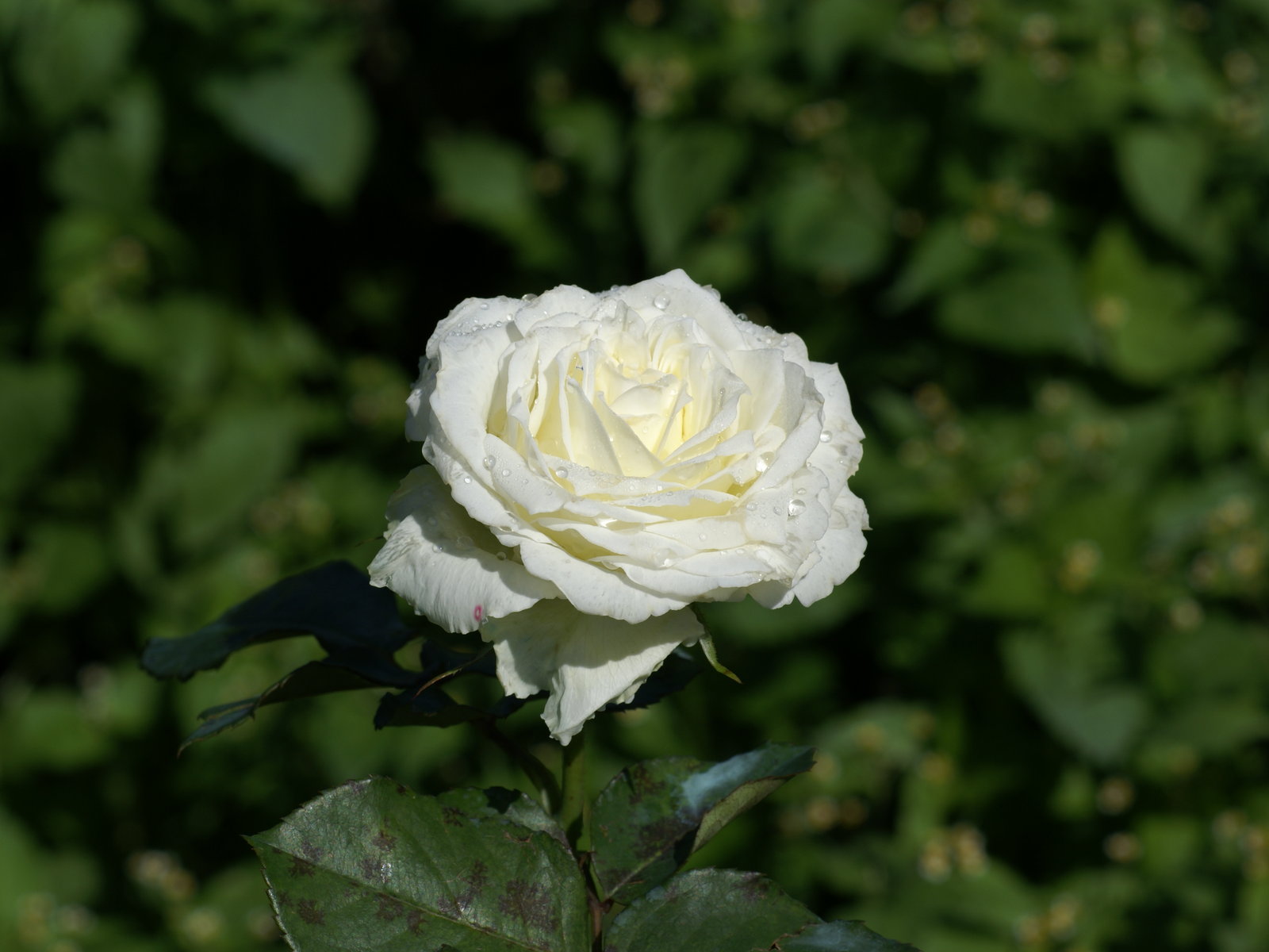 carta da parati rosa bianca,fiore,pianta fiorita,julia child rose,bianca,petalo