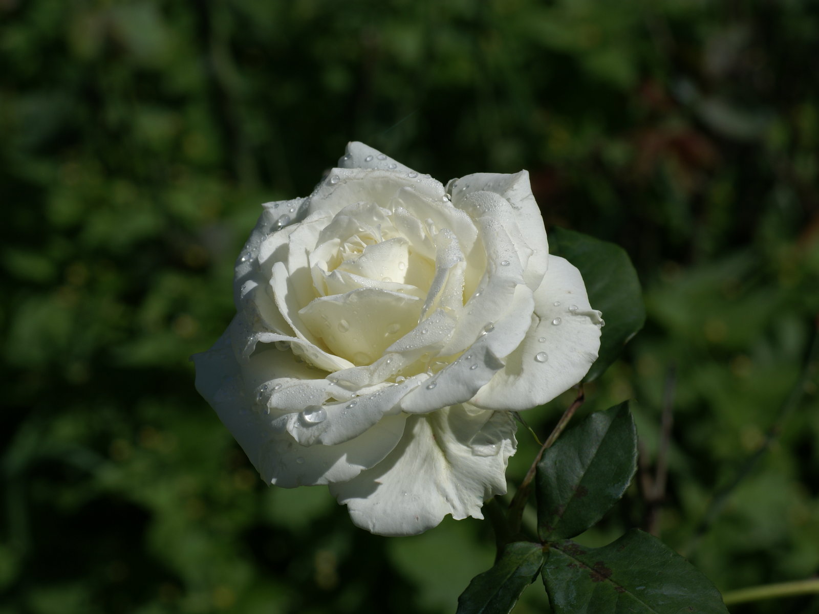 carta da parati rosa bianca,fiore,pianta fiorita,bianca,petalo,julia child rose