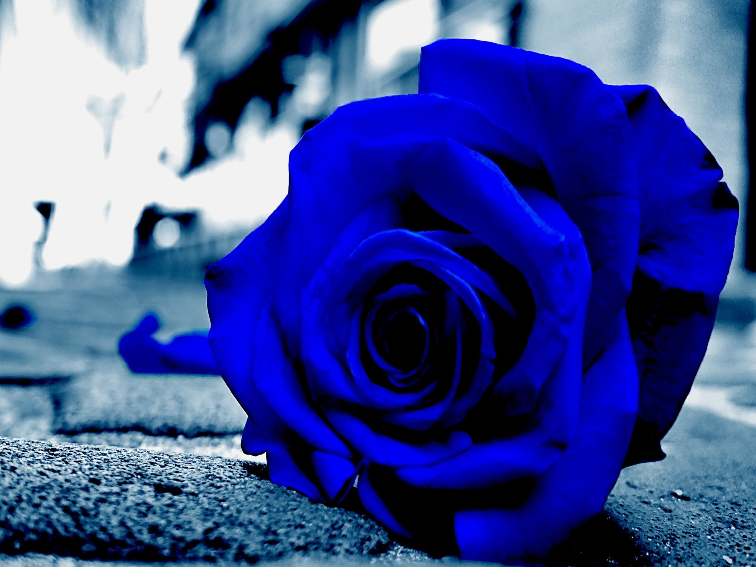 fond d'écran rose bleue,bleu,rose,fleur,rose bleue,pétale