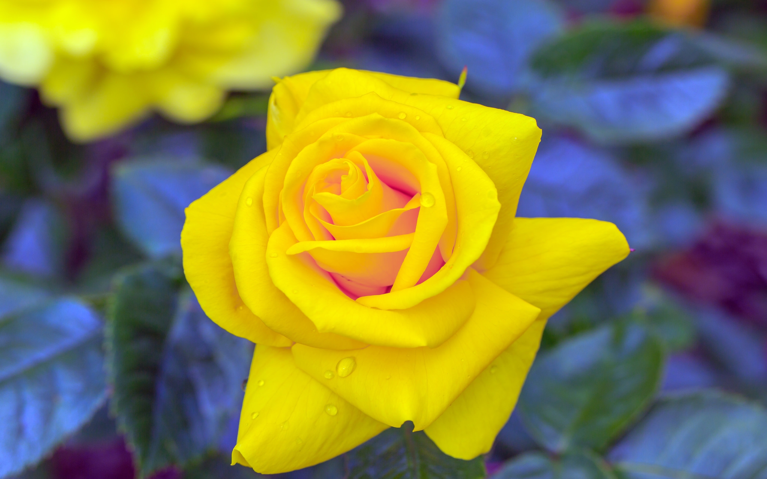 fond d'écran rose jaune,fleur,plante à fleurs,julia enfant rose,pétale,rose