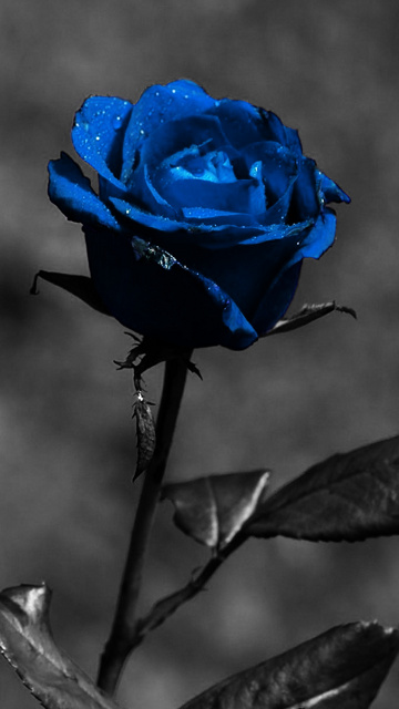 rose hd wallpaper für handy,rose,blaue rose,blau,blume,rosenfamilie