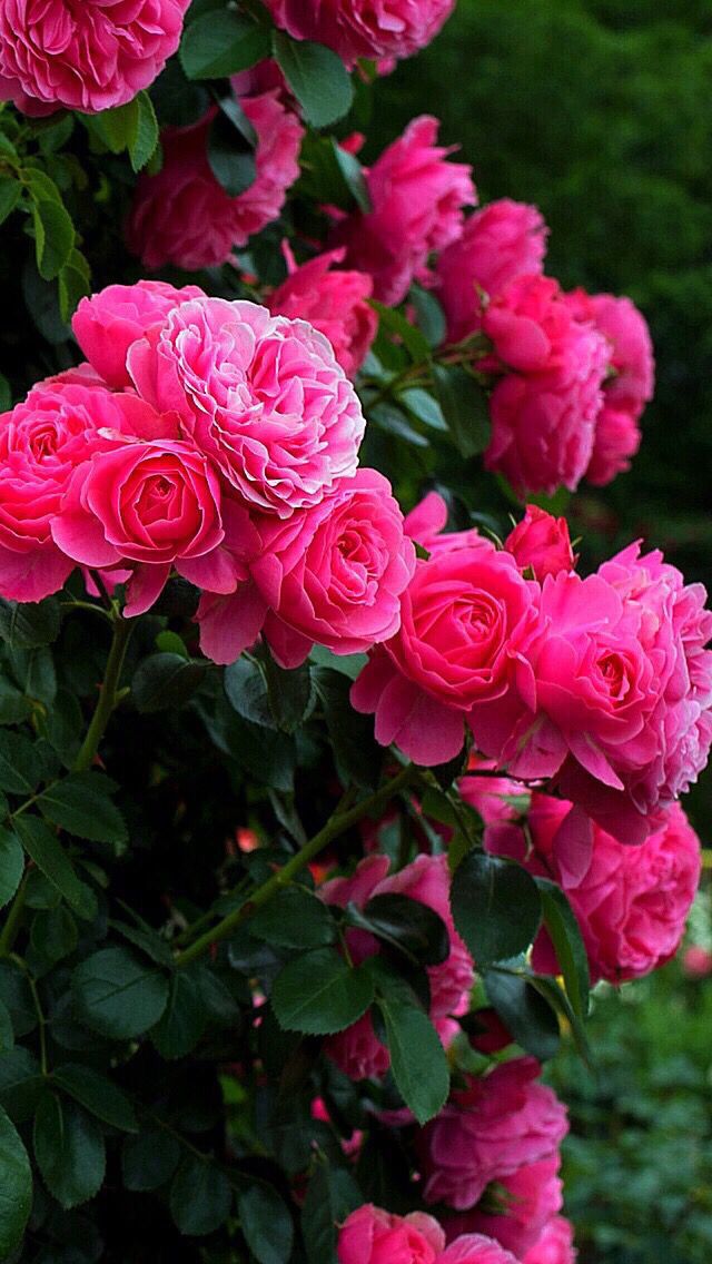nature wallpaper rose,flower,flowering plant,julia child rose,garden roses,pink