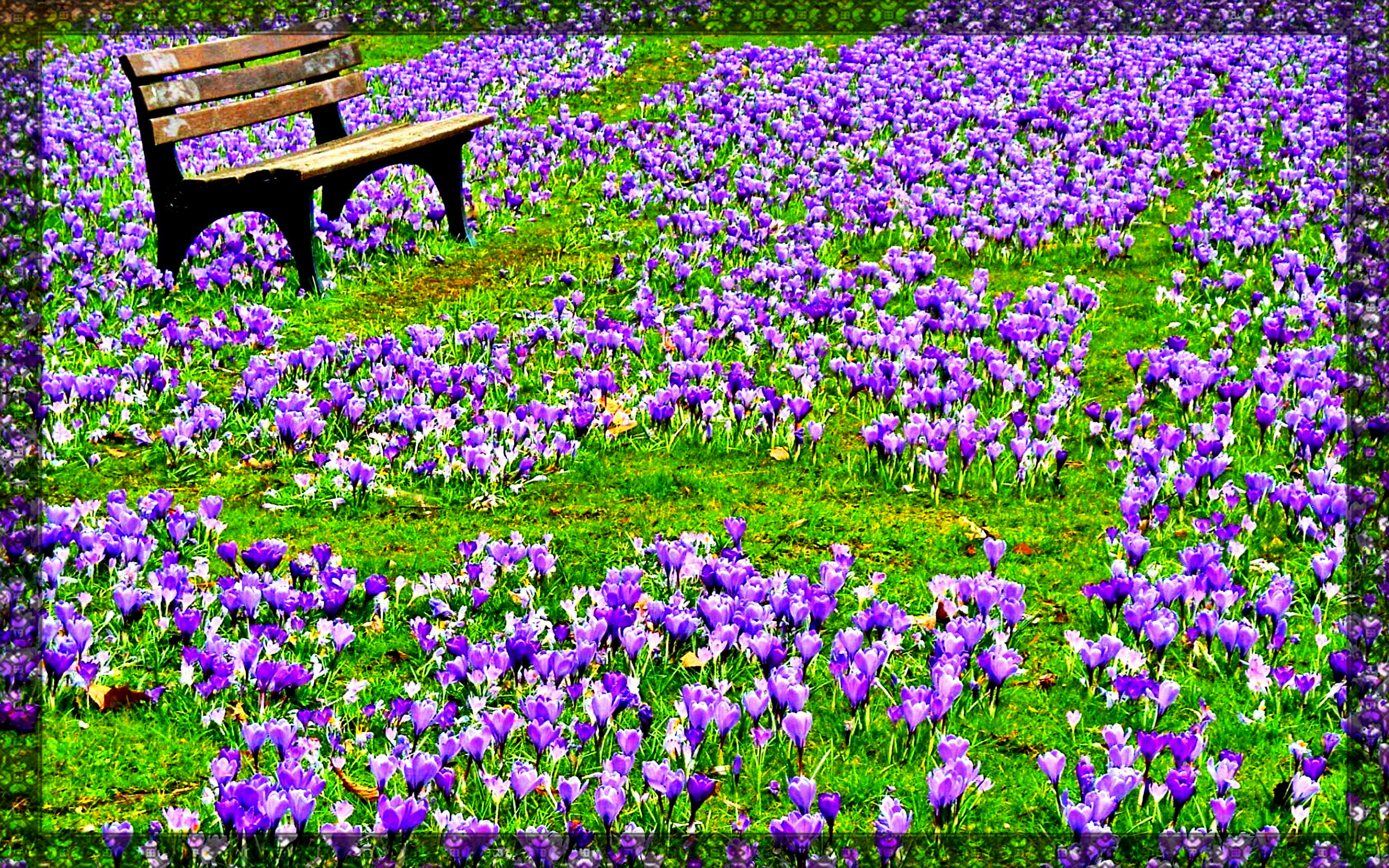 spring flowers wallpaper,flower,flowering plant,plant,purple,lavender