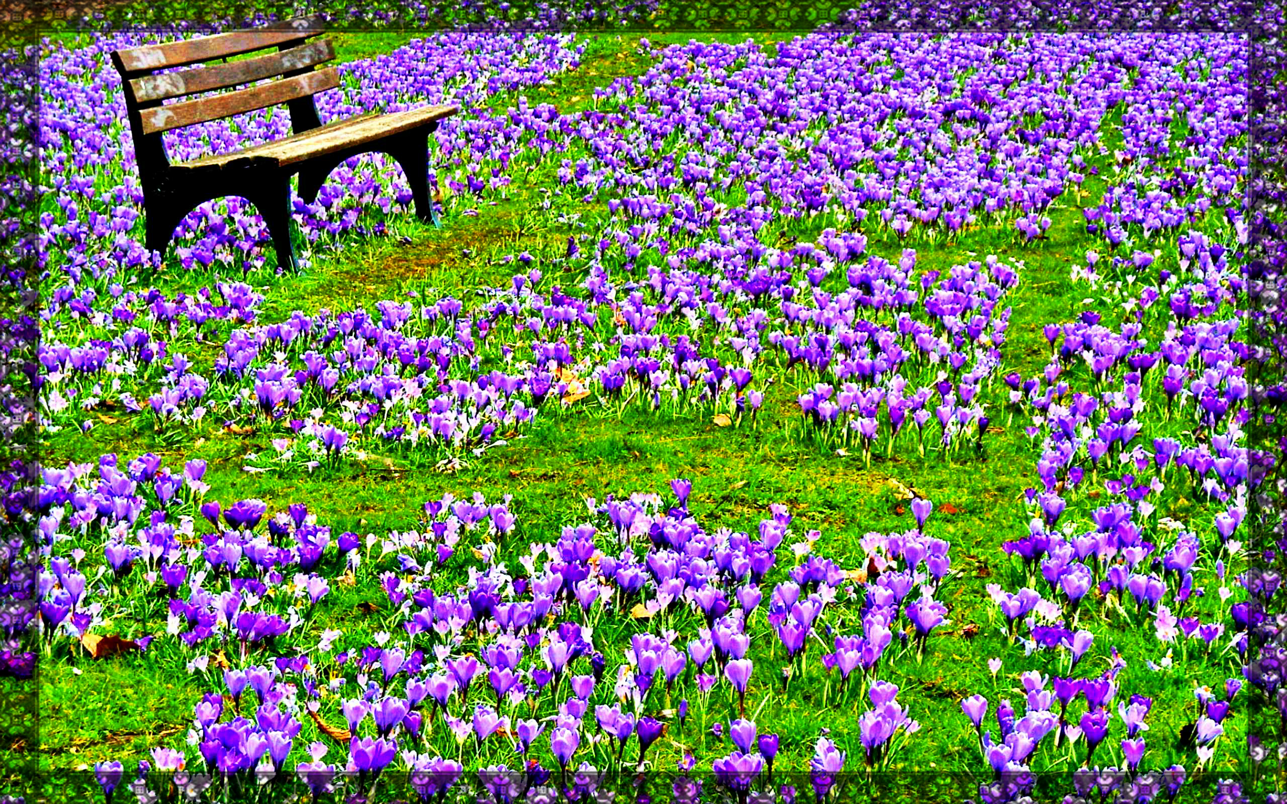 frühlingsblumen tapete,blume,blühende pflanze,pflanze,lila,lavendel