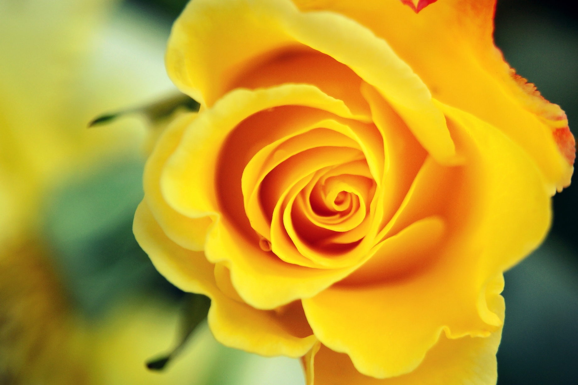 rose flower wallpaper hd free download,flower,flowering plant,julia child rose,garden roses,rose