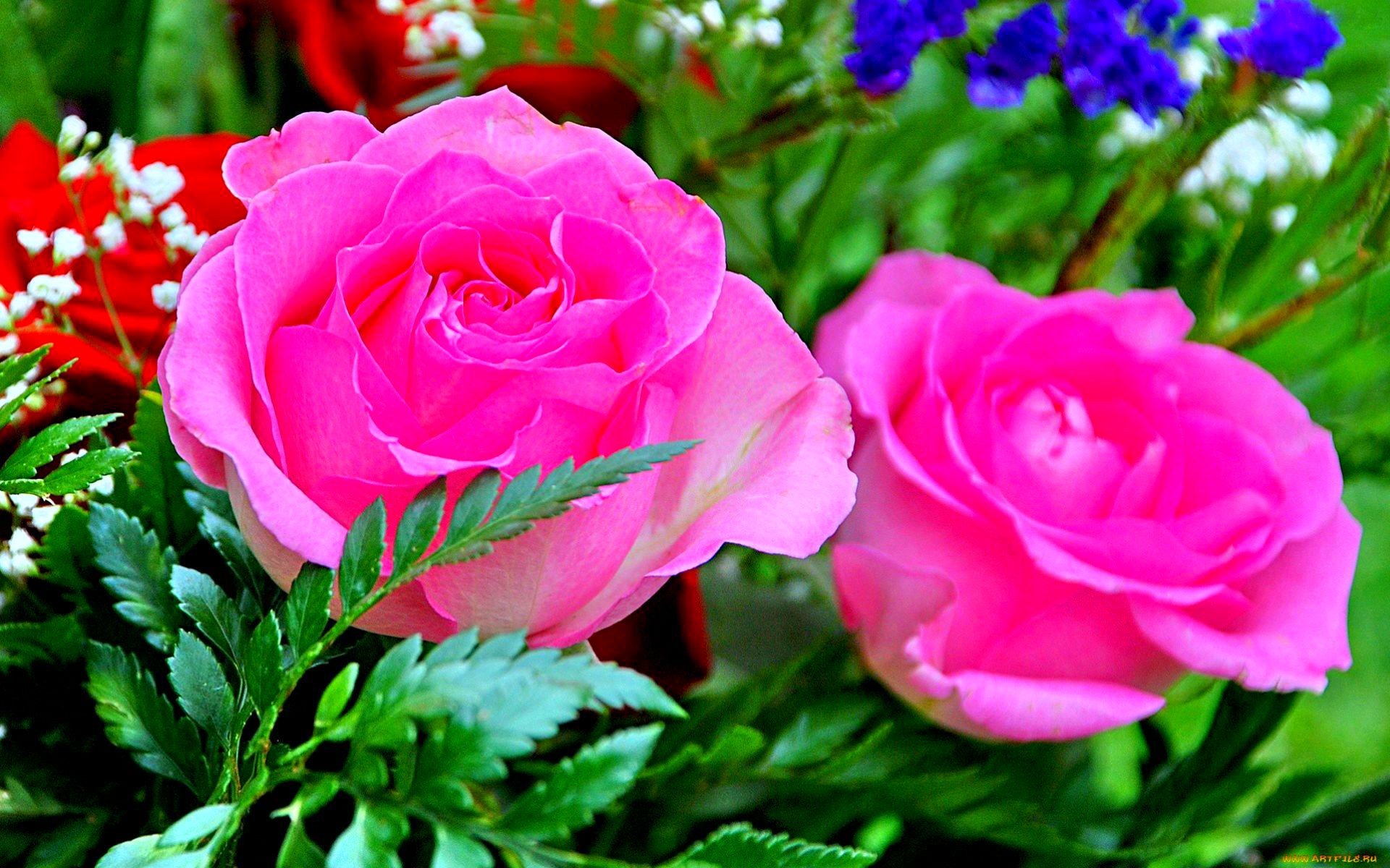 rose flower wallpaper hd descarga gratuita,flor,planta floreciendo,pétalo,rosado,planta