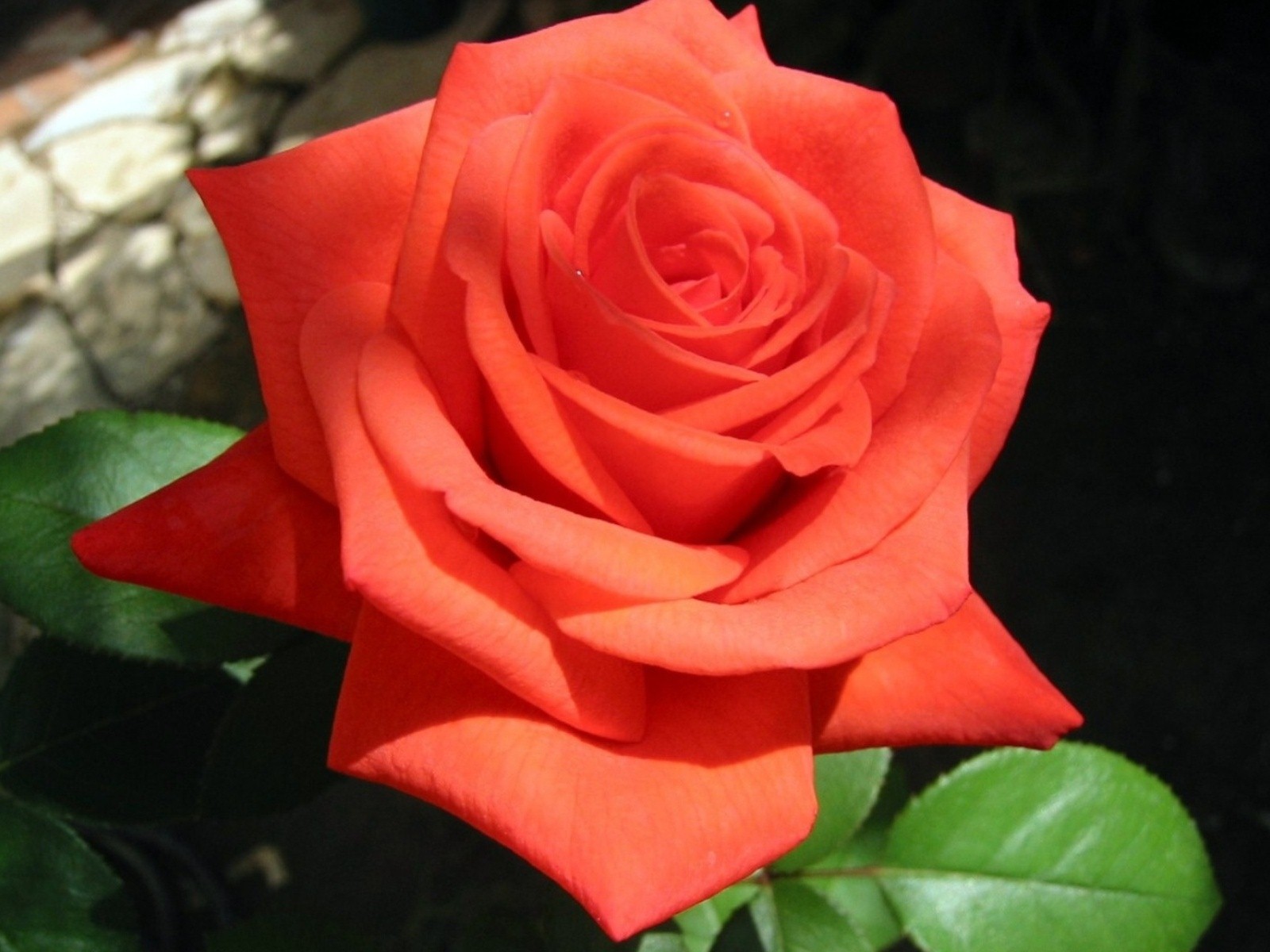 rose flower wallpaper hd free download,flower,rose,garden roses,flowering plant,petal