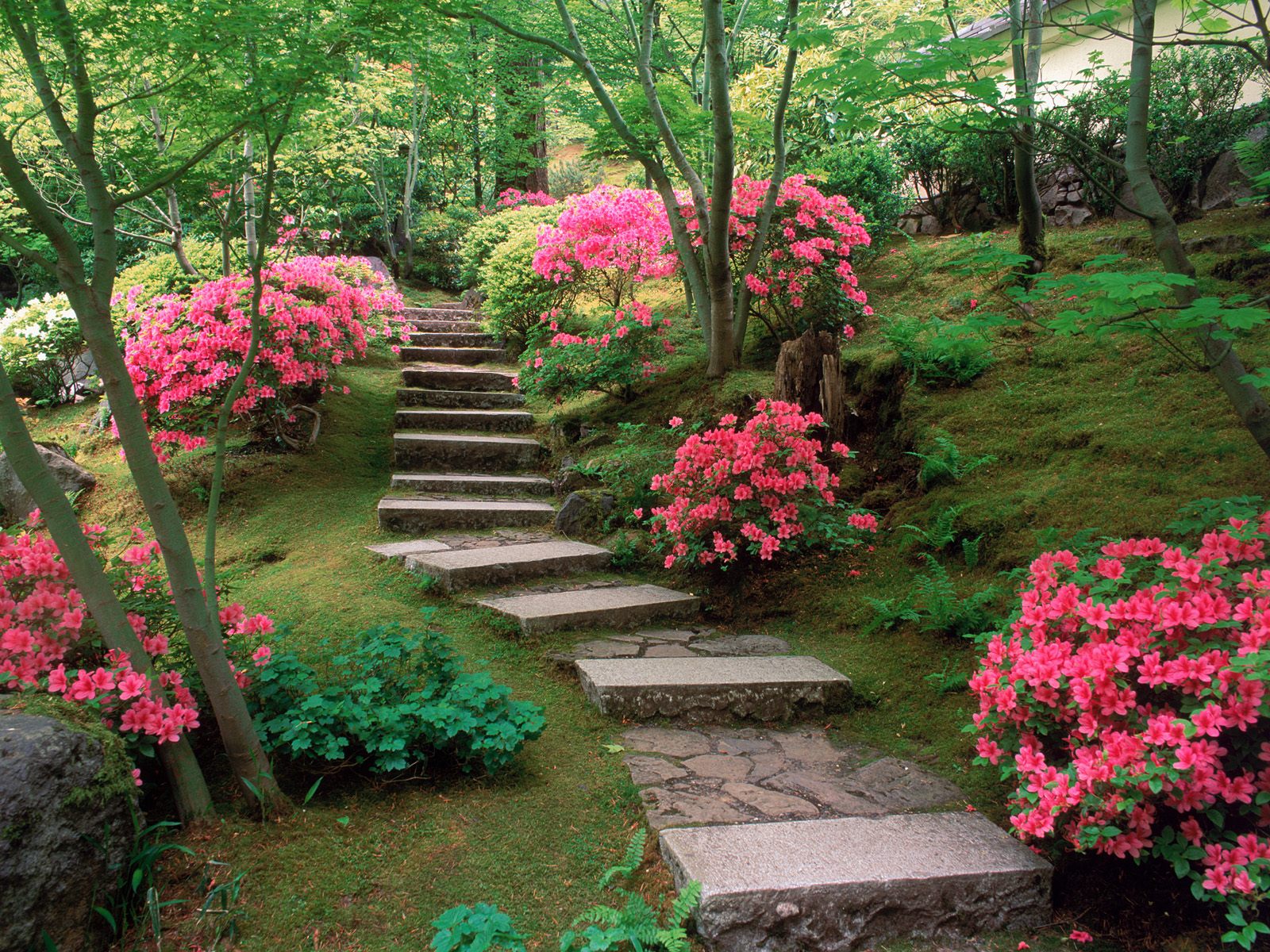 フラワーガーデン壁紙,花,工場,自然,庭園,木