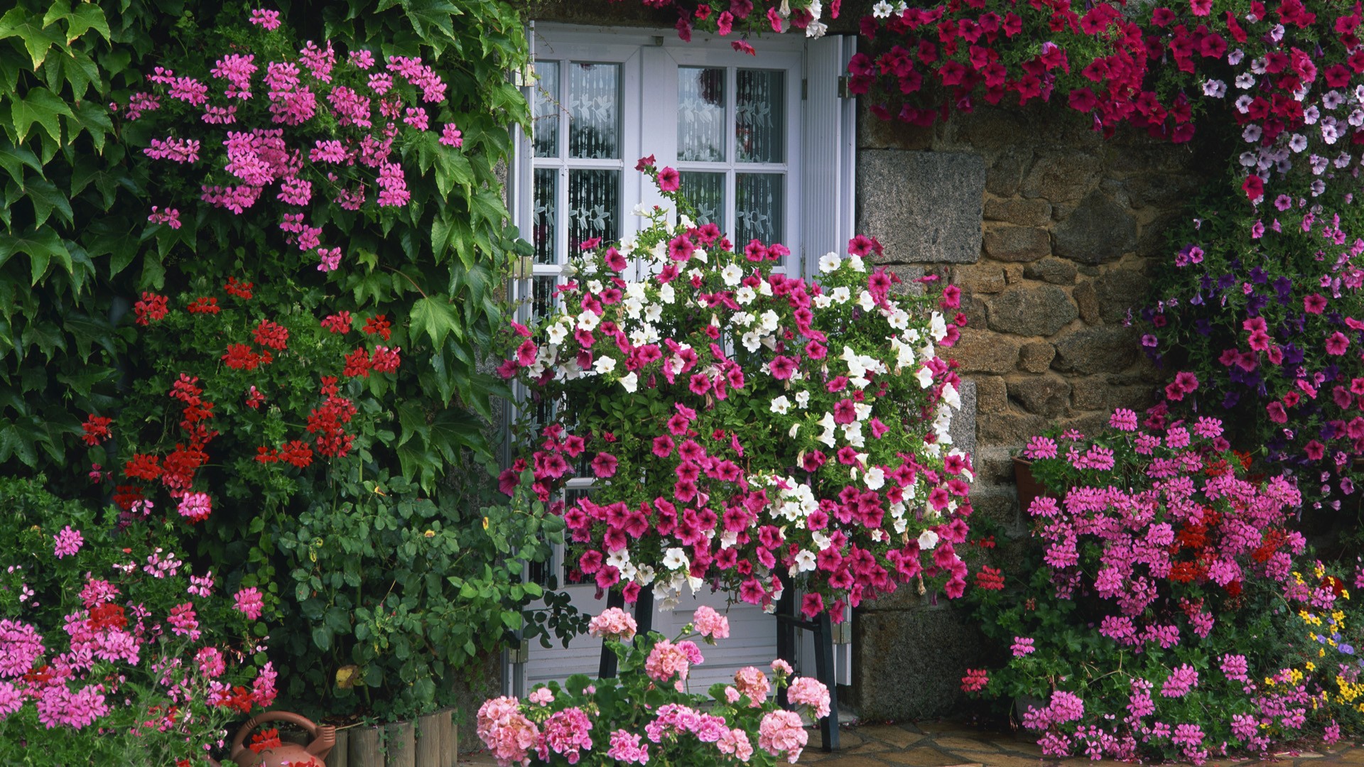 flower garden wallpaper,flower,flowering plant,plant,annual plant,shrub